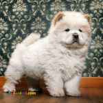 چاوچاو توله