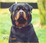 توله روتوایلر پوزه مکعبی