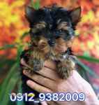 فروش توله سگ یورکشایر عروسکی وارداتی