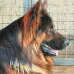 مولد های حرفه ای جهت جفت گیری 