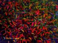 فروش عمده ماهی زبرا رنگی