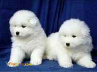 سگ سامویید(سگ گله مناطق برفی و نگهبان)