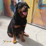 توله روتوایلر پوزه دلقکی