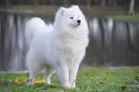 توله سگ سامویید پرمو و تپل