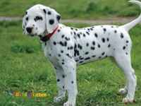 توله و مولد سگ دالمیشن(dalmatian)