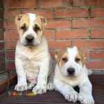 فروش توله های آلابای روس 