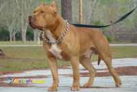 فروش سگ پیتبول