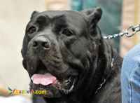 فروش سگ کن کورسو