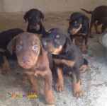 توله دوبرمن نگهبان اصیل