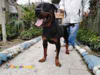 روتوایلر سگ گارد