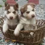 حیوانات خانگی و اهلی