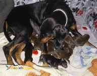 حیوانات خانگی و اهلی