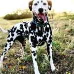 توله دالمیشن سگ خانواده
