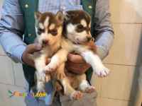 فروش توله هاسکی گلد 