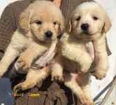 توله گلدن اصیل