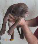 توله پیتبول اصیل 