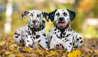 دالمیشن سگ خال خالی 