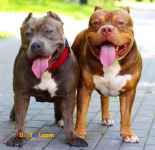 پیتبول بالغ