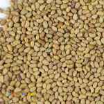 فروش بذریونجه 