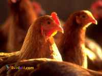 فروش نیمچه مرغ بومی