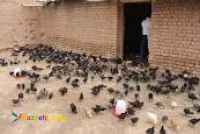 فروش مرغ بومی یکروزه