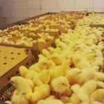 فروش جوجه مرغ گوشتی