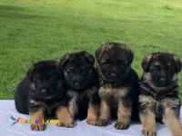 فروش توله ژرمن شپردازتبارریکس   