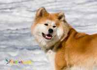 توله اکیتا امریکایی عشقولی