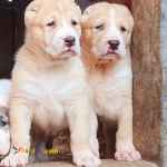  سگ الابای قول اسا کله گنده