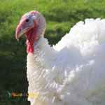 	فروش جوجه بوقلمون 