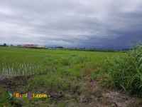 خرید یک قطعه شالیزار سنددار در لنگرود