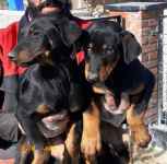 فروش سگ دوبرمن،فروش توله دوبرمن ،فروش سگ بادیگارد 