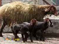 کارگر چوپان