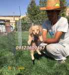 فروش یگ اشپیتز تریر ،فروش سگ خانگی 