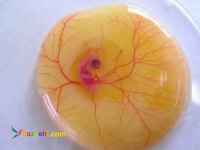 فروش تخم نطفه دار مرغ: