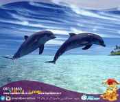 تور قشم از مشهد. آژانس سپیدپرواز