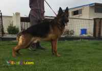 فروش سگ گارد و نگهبان ،پرورش سگ در تهران 