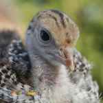 فروش جوجه بوقلمون بیوتی وبرنز