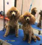 فروش پودل وارداتی