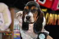 فروش توله باست هوند (باست هاند)