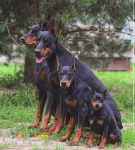 فروش توله دوبرمن های 50 روزه