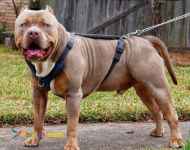 فروش سگ پیتبول بالغ اصیل