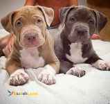 فروش توله پیتبول دارای گواهی کتبی اصالت