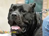 فروش سگ کنکورسو نر بالغ اصیل