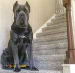 فروش سگ کنکورسو مولد با اصالت