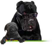 فروش توله کنکورسو دارای گواهی اصالت