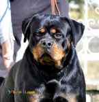 فروش سگ روتوایلر ماده بالغ با اصالت