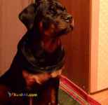 فروش سگ روتوایلر مولد با اصالت