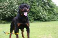 فروش سگ روتوایلر نر مولد اصیل