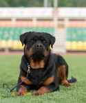 فروش سگ روتوایلر ماده مولد با اصالت